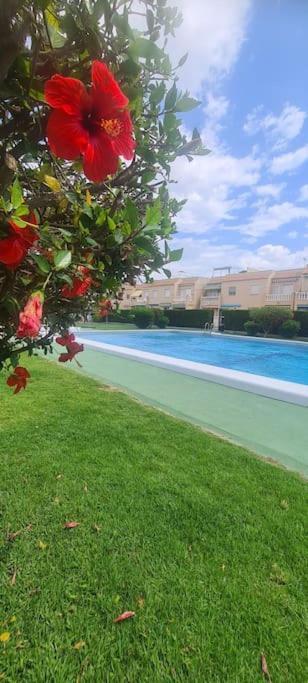Bungalow Avec Piscine Torrevieja Extérieur photo